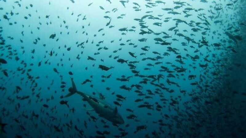 Mediterranean Biodiversity Under Pressure as Alien Species Multiply