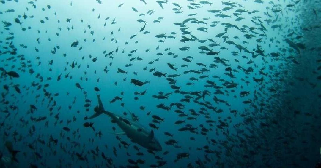 Mediterranean Biodiversity Under Pressure as Alien Species Multiply