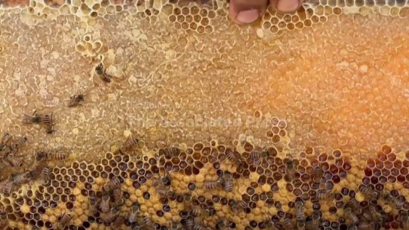Gaza Beekeepers Struggle to Restore Colonies Amidst Destruction