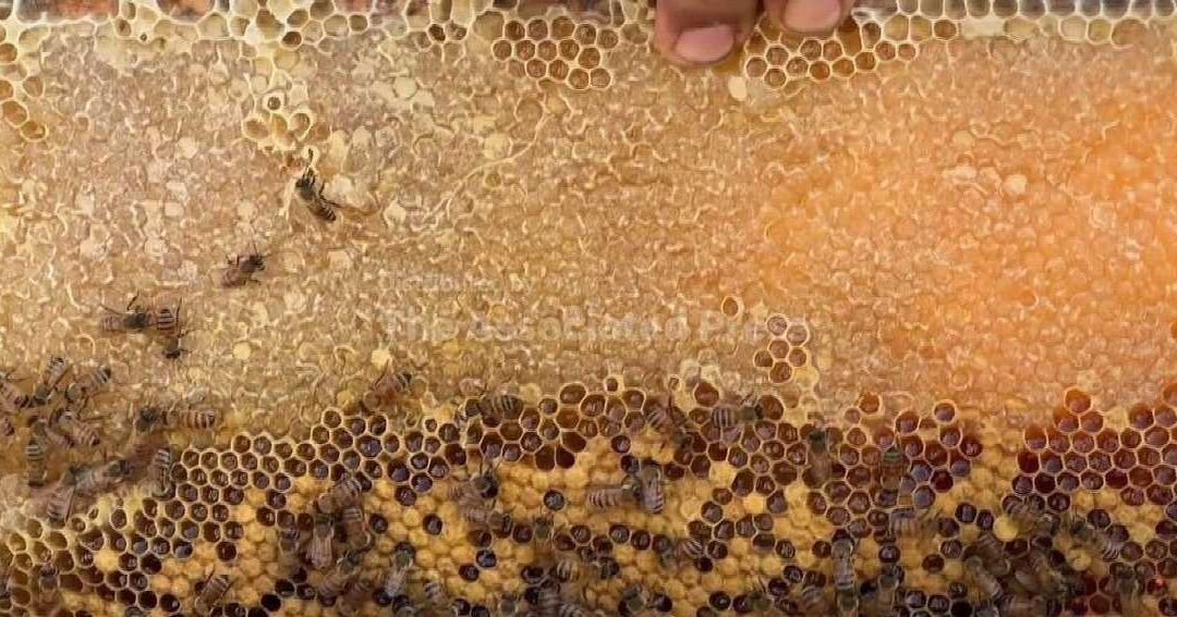 Gaza Beekeepers Struggle to Restore Colonies Amidst Destruction