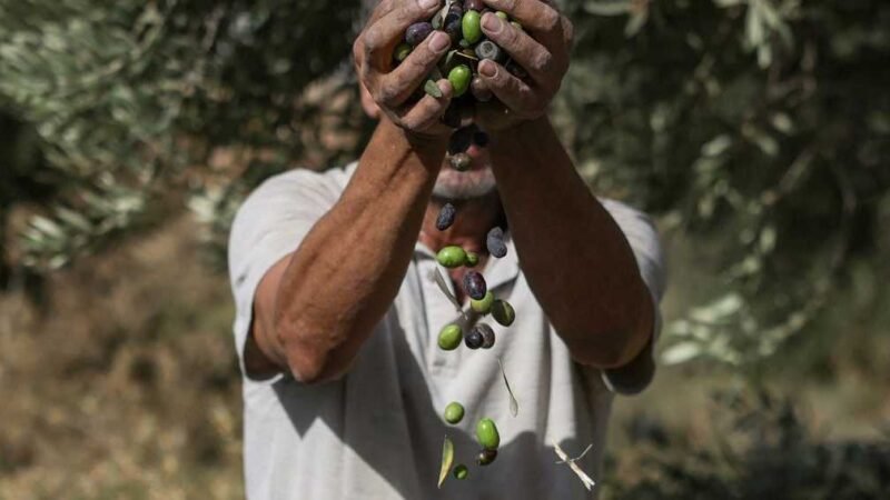 West Bank Olive Harvest Faces Severe Disruptions and Security Risks
