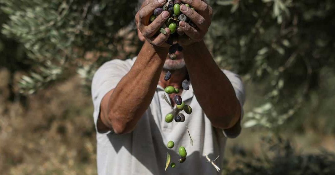 West Bank Olive Harvest Faces Severe Disruptions and Security Risks