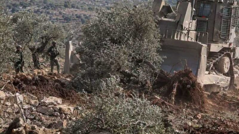 Southern Lebanon Olive Harvest Stalls Amid Israeli Restrictions