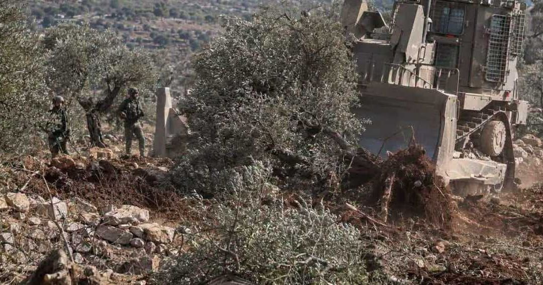 Southern Lebanon Olive Harvest Stalls Amid Israeli Restrictions